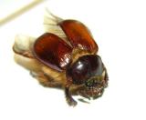 Pleocoma - Rain Beetle - from yard