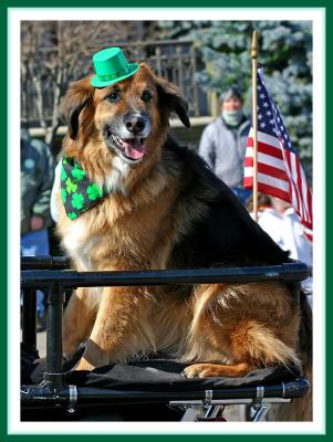 Dog of the Irish