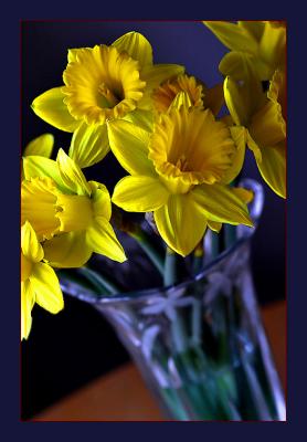 Daffodils on the Kitchen Table.