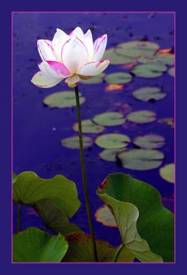 A Mystic White Lotus Among the Lilly Pads