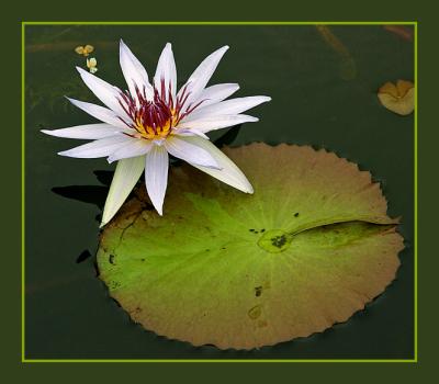 Lotus Queen Upon Her Lilly Pad Throne