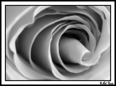 BW Rose Macro