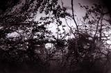 Thames through trees