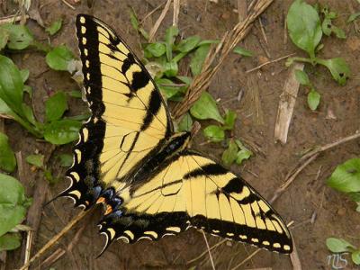 Yellow Swallowtail.jpg