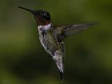 Ruby - Throated Hummingbird III.jpg