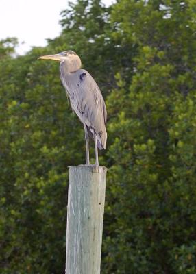 Heron watching the boats go by
