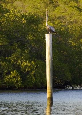 Pelican at vertical