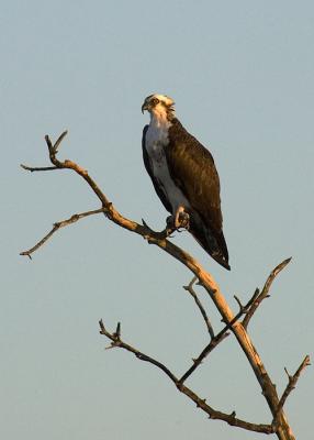 Osprey