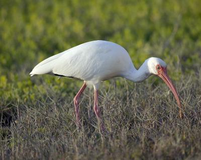 White ibis