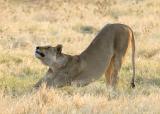big stretch
