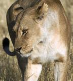 lioness