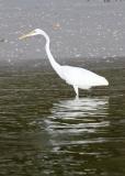 Egret by flash