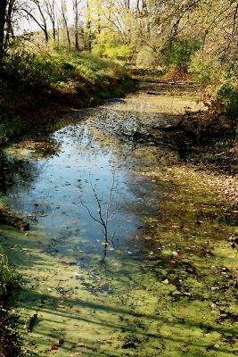 Fall colors 15