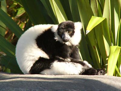 Black & White Ruffed Lemur