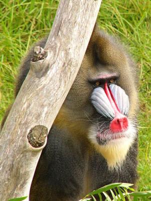 Mandrill