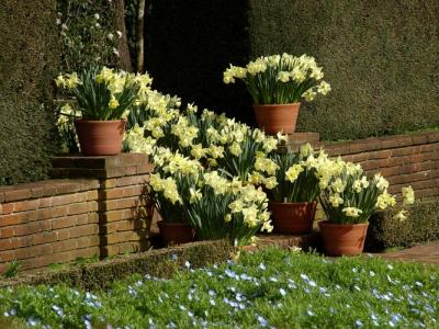 Daffodil Steps
