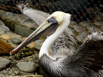 Brown Pelican