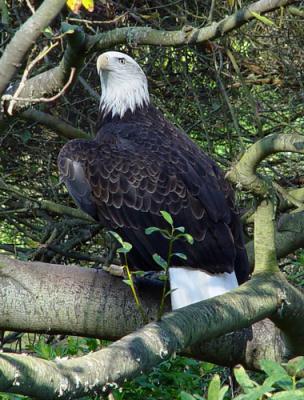 Captive Bald Eagle