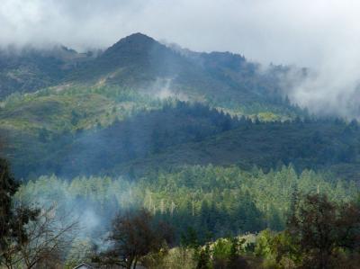 Napa Valley Mists
