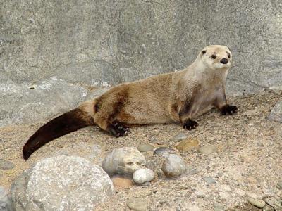 Otter
