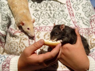 Friendly Pet Rats