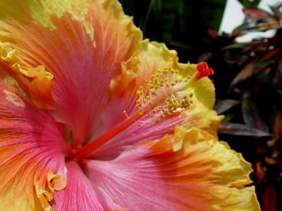 Hibiscus Stamens