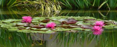 Water Lilies Afloat