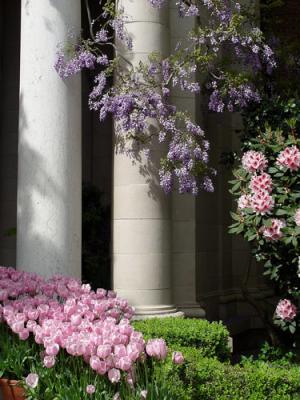 Wysteria on Columns