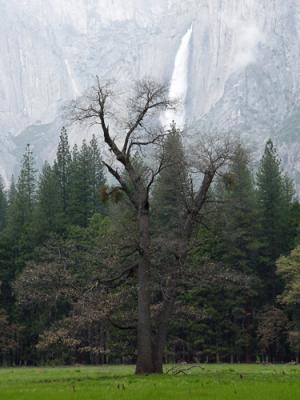 Oak & Yosemite Falls