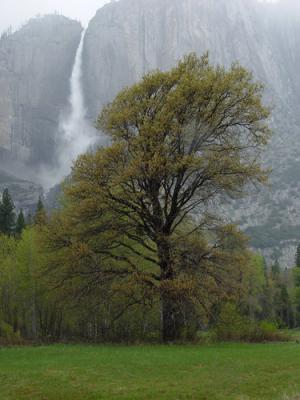 Elm & Yosemite Falls