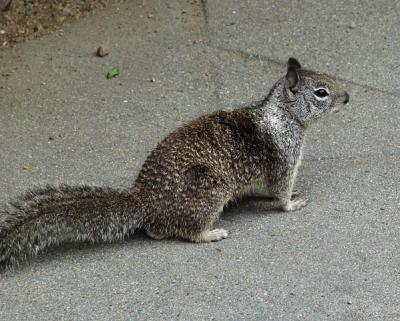 A Busy Ground Squirrel