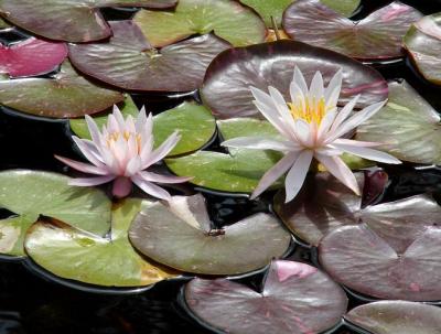 u49/milholland_l/medium/36399026.WaterLilies.jpg