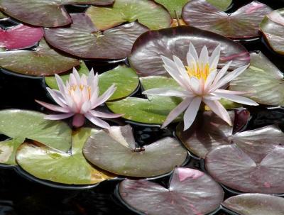 Water Lilies