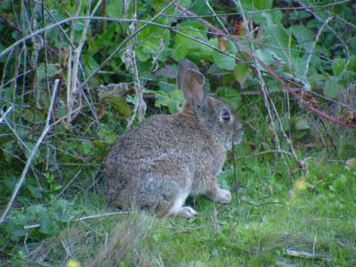 Bunny In a Hedge