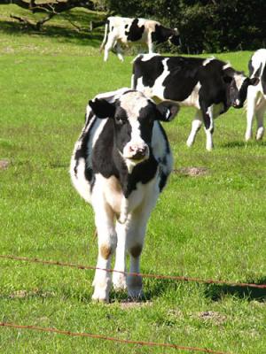 Curious Cow