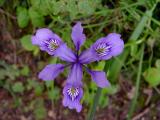 Douglas Iris