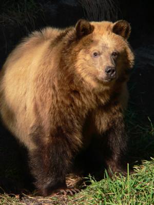 Grizzly Bears at the SF Zoo