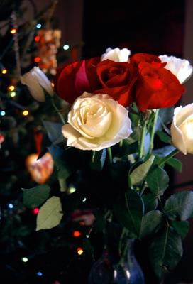 Christmas Roses
