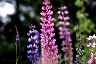 Watercolor Version of Lupines