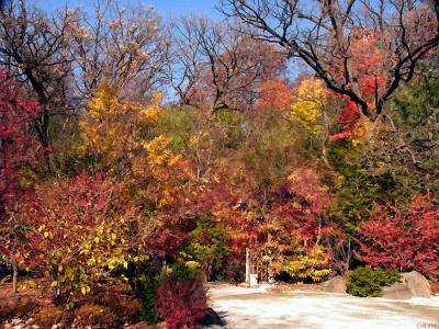 9657-fall-fantasy.jpg