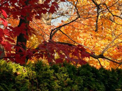 9664-autumn-colors.jpg