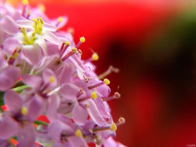 u49/minoltaman/medium/35662120.9769floralarrays.jpg
