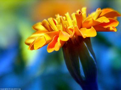 505-floral-colors.jpg