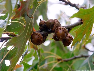 6977-acorns.jpg