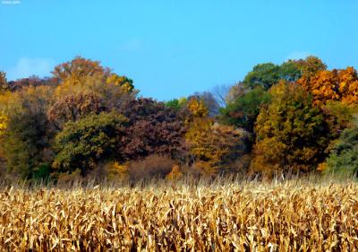 7108-autumn-cornfield.jpg