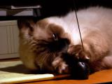 6121-desk-cats.jpg