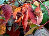 7017-autumn-leaves.jpg