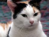 718-stock-cats-calico.jpg