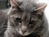 1657-cat-stock-grey.jpg