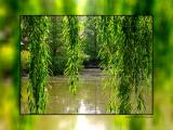 22778502.fantasywillow03.jpg